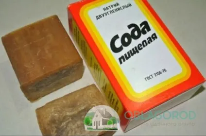 Посадка кукурудзи на дачі з насіння і розсади - особливості процесу