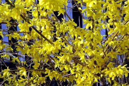 Посадка і догляд за форзиція в Підмосков'ї (форзиція) Посадка і догляд за форзиція в Підмосков'ї