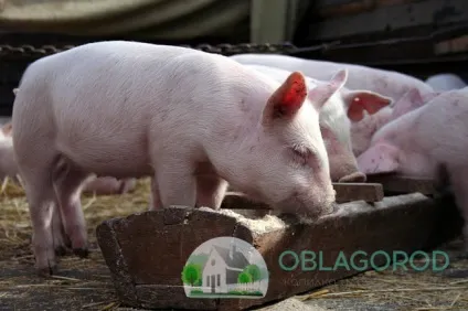 Посадка кукурудзи на дачі з насіння і розсади - особливості процесу