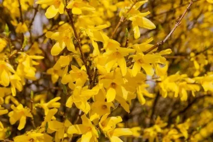 Посадка і догляд за форзиція в Підмосков'ї (форзиція) Посадка і догляд за форзиція в Підмосков'ї