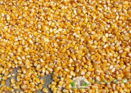 Посадка кукурудзи на дачі з насіння і розсади - особливості процесу