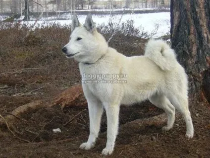 Породи лайок характеристики, фото і ціни - кращий сайт про собак - тваринний світ (породи самоїдська лайка) Породи лайок характеристики, фото і ціни - кращий сайт про собак - тваринний світ