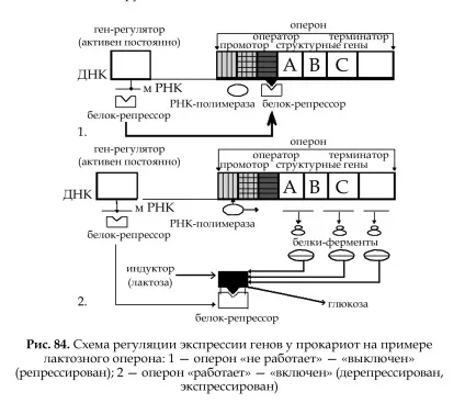 Поняття про молекулярні (генних) хворобах людини (генів рівні транскрипції) Поняття про молекулярні (генних) хворобах людини