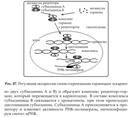 Поняття про молекулярні (генних) хворобах людини (людини) Поняття про молекулярні (генних) хворобах людини