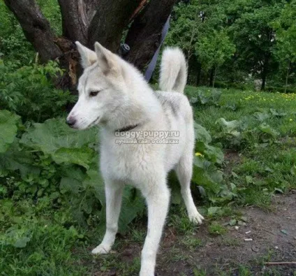 Породи лайок характеристики, фото і ціни - кращий сайт про собак - тваринний світ (собаки західносибірська лайка) Породи лайок характеристики, фото і ціни - кращий сайт про собак - тваринний світ