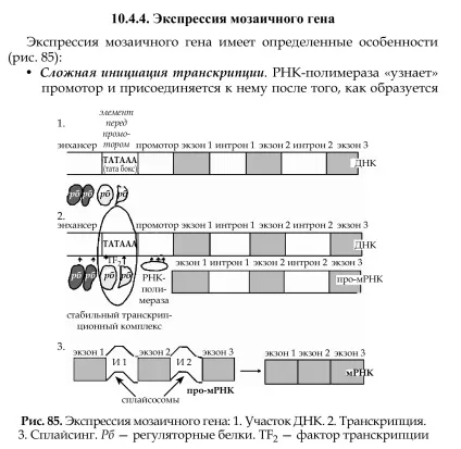 Поняття про молекулярні (генних) хворобах людини (молекулярних) Поняття про молекулярні (генних) хворобах людини