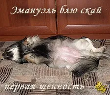 Передвісники пологів у чихуахуа (Вагітність чихуахуа триває) Передвісники пологів у чихуахуа