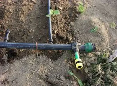 Правильний полив помідорів в теплиці (полив) Правильний полив помідорів в теплиці