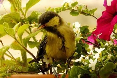 Прикмета синиця стукає у вікно - тлумачиться двояко