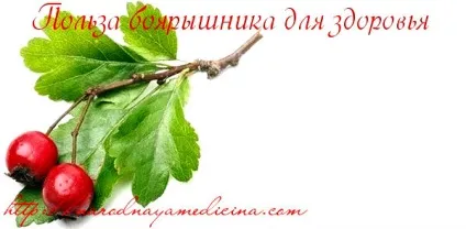 Застосування глоду, блог Олени Кравченко (можна купити аптеці) Застосування глоду, блог Олени Кравченко