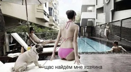 Прикольні картинки з написами про собак (написами) Прикольні картинки з написами про собак