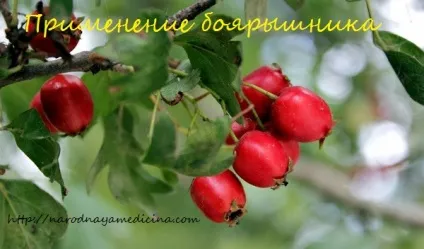 Застосування глоду, блог Олени Кравченко (блог) Застосування глоду, блог Олени Кравченко