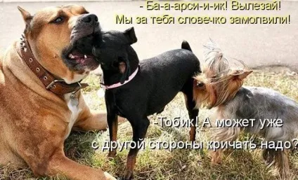Прикольні картинки з написами про собак (прикольні) Прикольні картинки з написами про собак