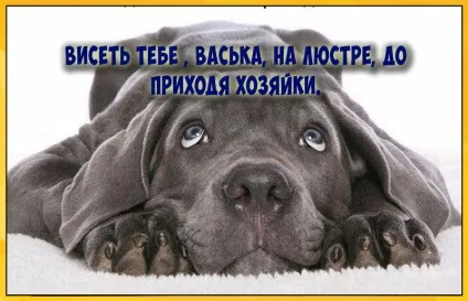 Прикольні картинки з написами про собак (написами) Прикольні картинки з написами про собак