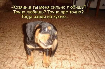 Прикольні картинки з написами про собак (собак) Прикольні картинки з написами про собак