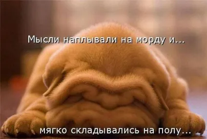 Прикольні картинки з написами про собак (собак) Прикольні картинки з написами про собак