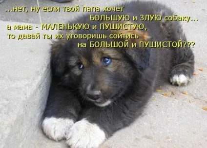 Прикольні картинки з написами про собак (собак) Прикольні картинки з написами про собак
