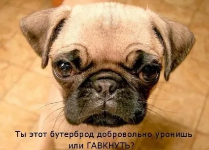 Прикольні картинки з написами про собак (прикольні) Прикольні картинки з написами про собак