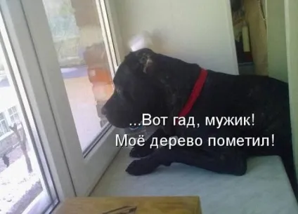 Прикольні картинки з написами про собак (написами) Прикольні картинки з написами про собак