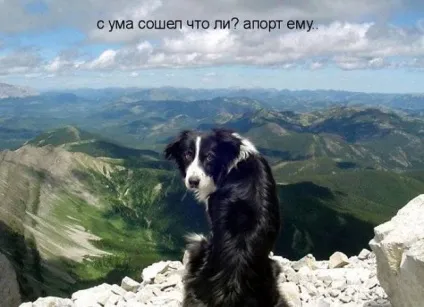 Прикольні картинки з написами про собак (написами) Прикольні картинки з написами про собак