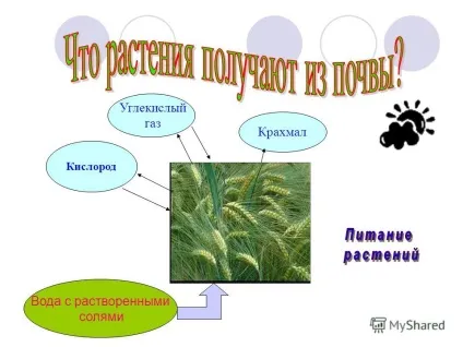 Презентація на тему що представляє собою грунт для чого рослинам потрібна грунт (собою) Презентація на тему що представляє собою грунт для чого рослинам потрібна грунт