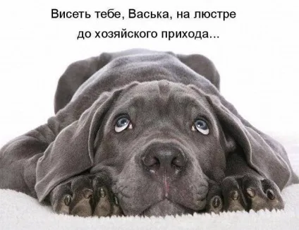 Прикольні картинки з написами про собак (картинки) Прикольні картинки з написами про собак