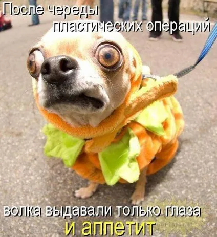 Прикольні картинки з написами про собак (прикольні) Прикольні картинки з написами про собак