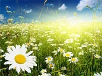 Природні антисептики при лікуванні хвороб горла