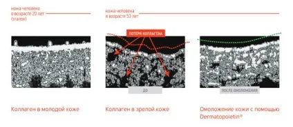 Професійна пептидная косметика evenswiss швейцарська якість anti-age догляду (косметика) Професійна пептидная косметика evenswiss швейцарська якість anti-age догляду