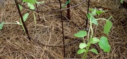 Прищепа огірки