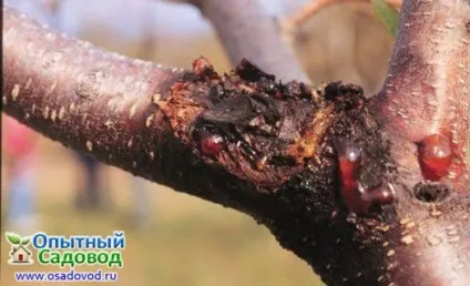 Витівки зими рятуємо замерзлі дерева і чагарники, osadovod - все про садe, городі і дизайні (хвороби) Витівки зими рятуємо замерзлі дерева і чагарники, osadovod - все про садe, городі і дизайні