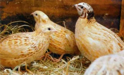 Продуктивність, опис маньчжурських перепелів з фото (приплив) Продуктивність, опис маньчжурських перепелів з фото