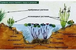 Ставок для розведення риби своїми руками (відео та фото) (своїми) Ставок для розведення риби своїми руками (відео та фото)