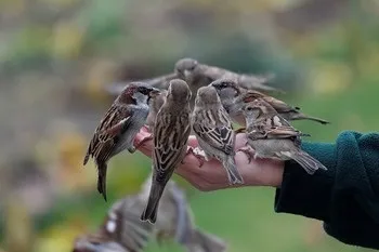 Проста радість буття