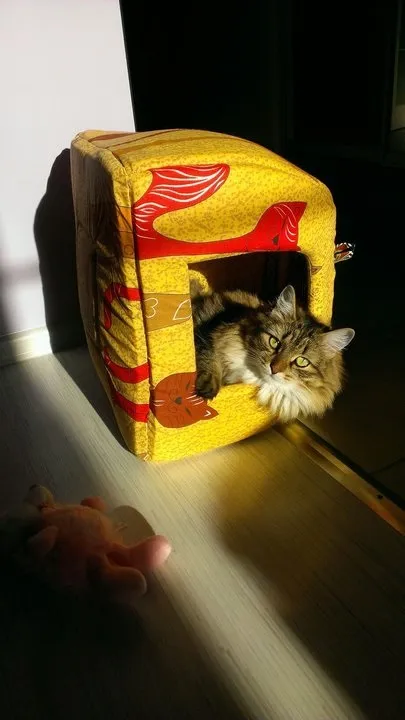 Про вуличного кота, який виявився кішкою () Про вуличного кота, який виявився кішкою