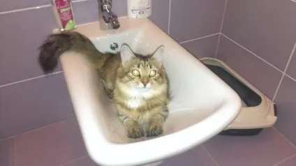 Про вуличного кота, який виявився кішкою () Про вуличного кота, який виявився кішкою