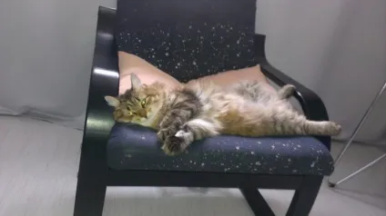 Про вуличного кота, який виявився кішкою () Про вуличного кота, який виявився кішкою