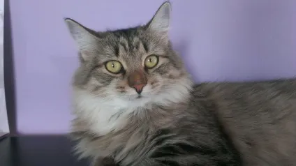 Про вуличного кота, який виявився кішкою () Про вуличного кота, який виявився кішкою