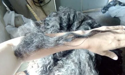 Про Карачаївський шерсть
