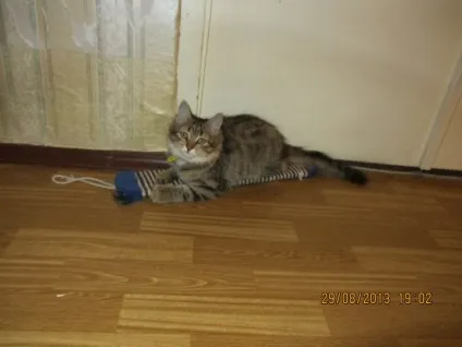 Про вуличного кота, який виявився кішкою () Про вуличного кота, який виявився кішкою