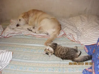 Про вуличного кота, який виявився кішкою () Про вуличного кота, який виявився кішкою