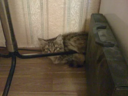 Про вуличного кота, який виявився кішкою () Про вуличного кота, який виявився кішкою