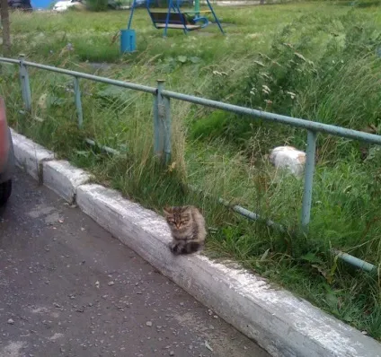 Про вуличного кота, який виявився кішкою () Про вуличного кота, який виявився кішкою