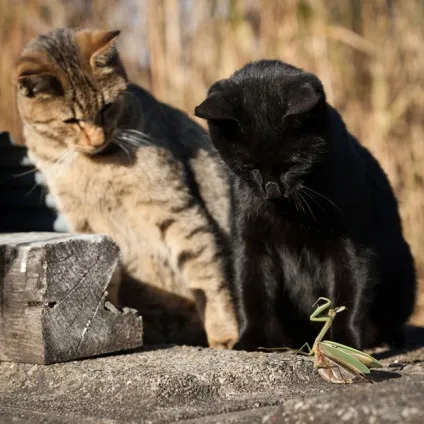 Про березневих котів приколи і розваги