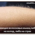 Пушкова волосся