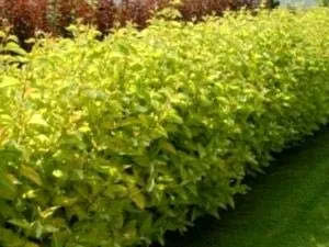 Міхуроплідник калінолістний посадка і догляд у відкритому грунті (калінолістний) Міхуроплідник калінолістний посадка і догляд у відкритому грунті