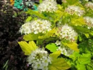 Міхуроплідник калінолістний посадка і догляд у відкритому грунті (відкритому) Міхуроплідник калінолістний посадка і догляд у відкритому грунті