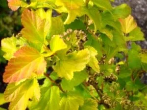 Міхуроплідник калінолістний посадка і догляд у відкритому грунті (догляд) Міхуроплідник калінолістний посадка і догляд у відкритому грунті