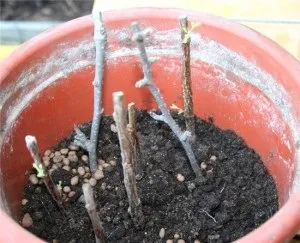 Міхуроплідник посадка і догляд простою мовою (догляд) Міхуроплідник посадка і догляд простою мовою