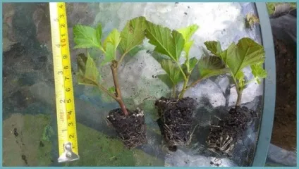 Міхуроплідник посадка догляд і вирощування сортів їх хвороби і добрива, розмноження і фото